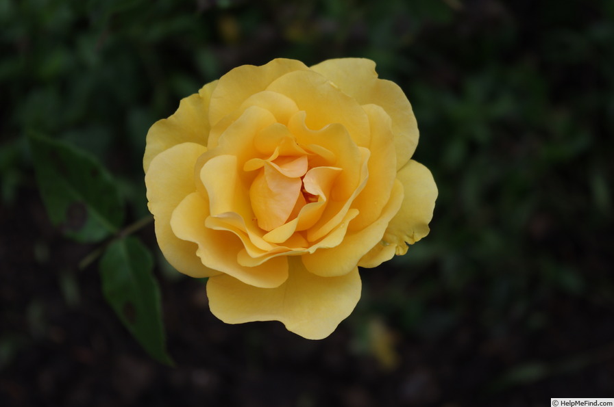 'Phab Gold' rose photo