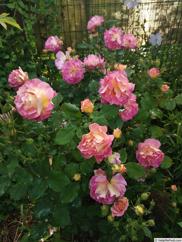 'Prieuré de St Cosme ®' rose photo