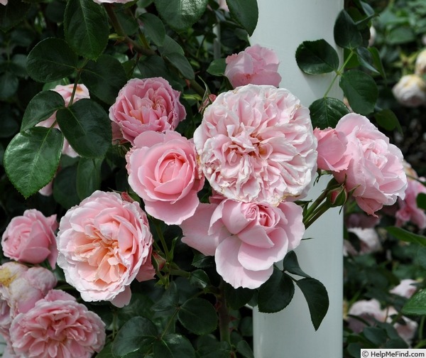 'Sakuragoromo' rose photo