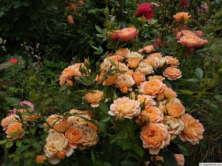 'Sweet Dreams (floribunda, Fryer, 1987)' rose photo