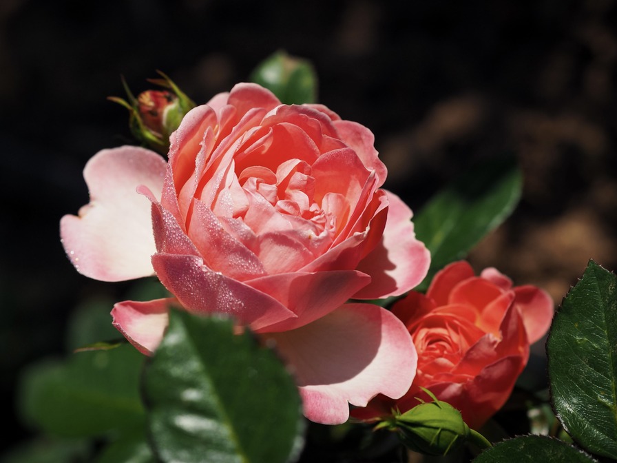 'Auguste Escoffier ®' rose photo