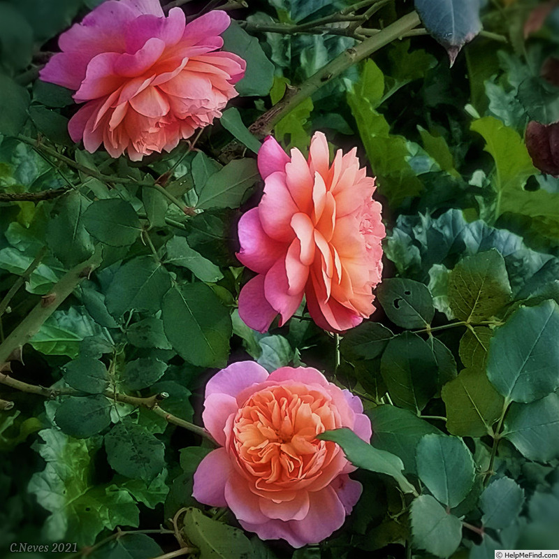 'André Turcat ®' rose photo