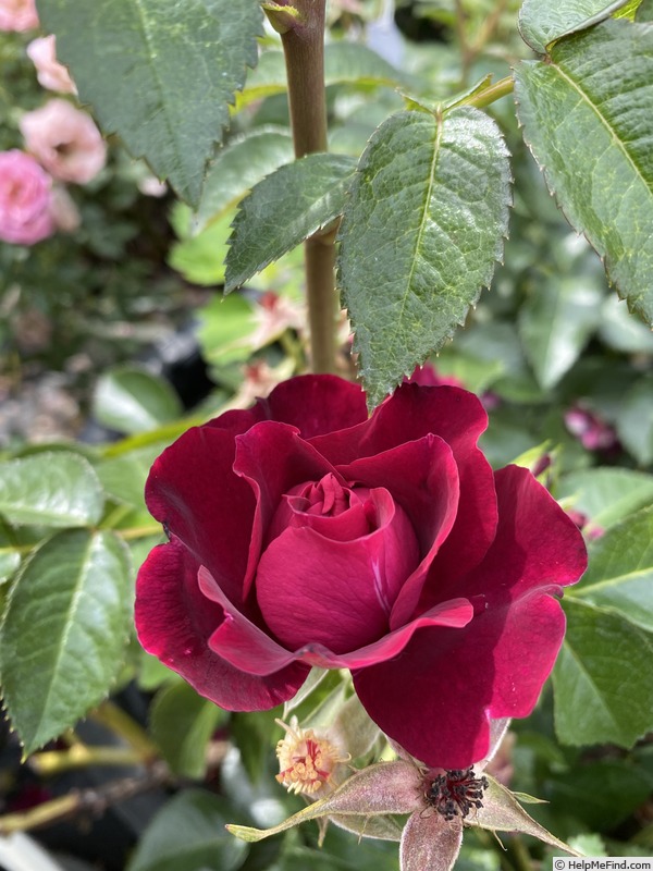 'Under The Cherry Moon' rose photo