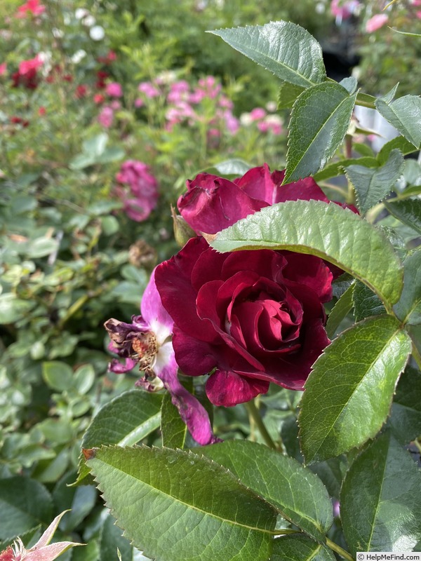 'Under The Cherry Moon' rose photo
