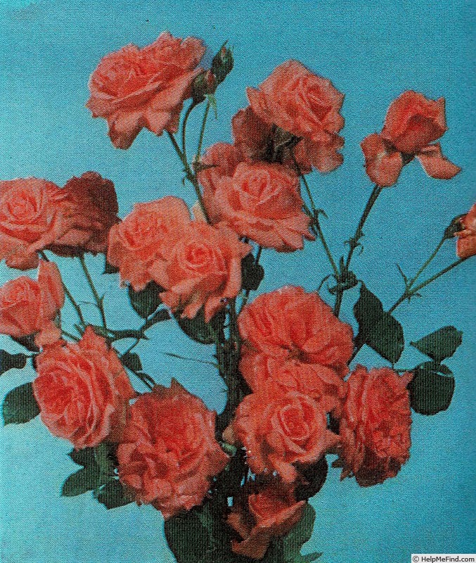 'Agatha Christie (floribunda, Buisman, 1966)' rose photo