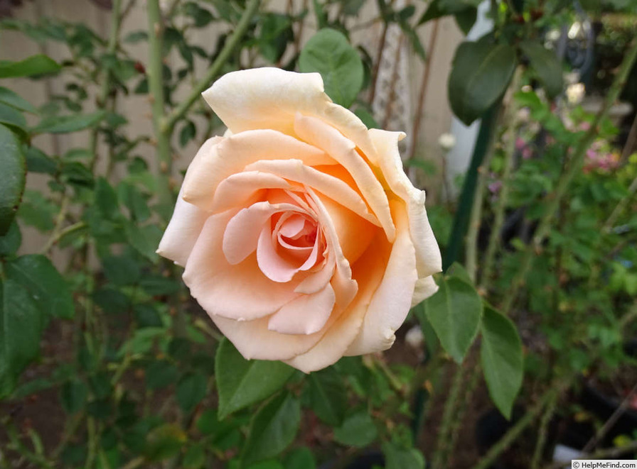 'Breath of Life (Large Flowered Climber, Harkness, 1980)' rose photo