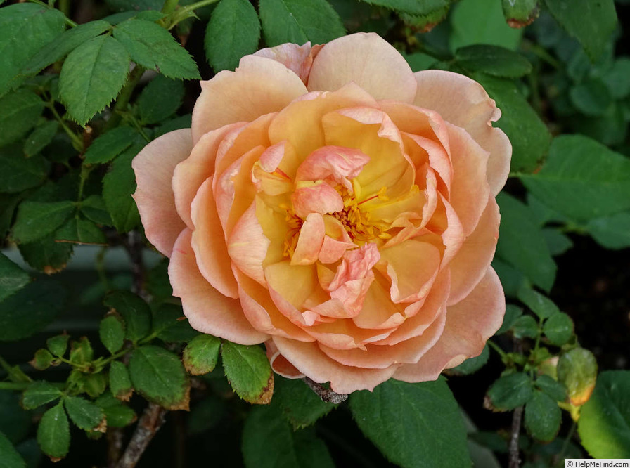 'Café (Floribunda, Kordes,1956)' rose photo