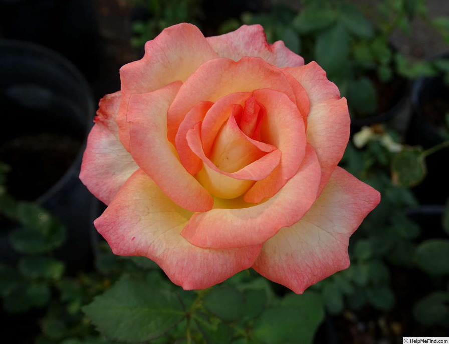 'Candia ™ (hybrid tea, Meilland, 1978)' rose photo