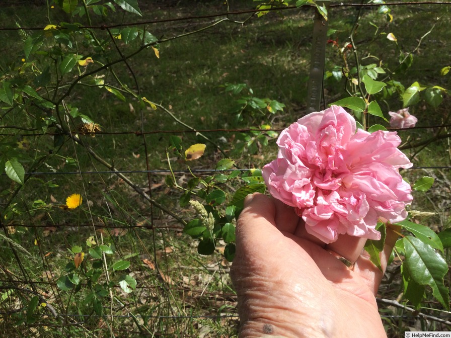 'Edmond Proust' rose photo