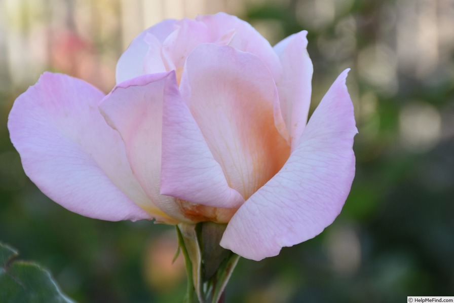 'Mixed Marriage' rose photo