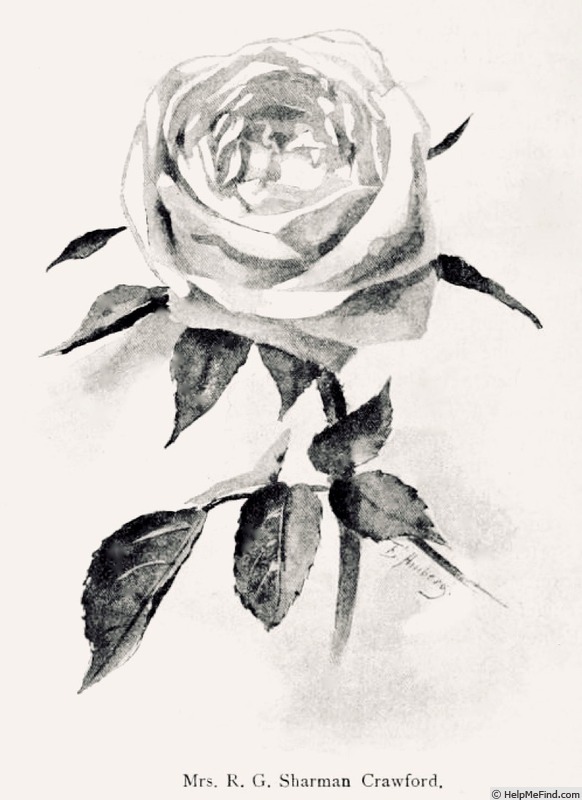 'Mrs. R. G. Sharman-Crawford' rose photo