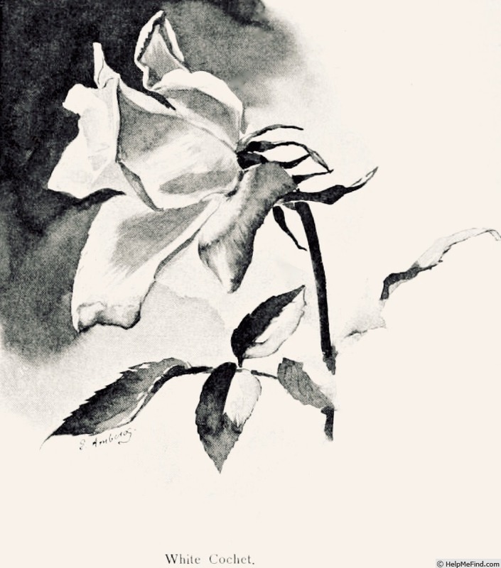 'White Cochet' rose photo