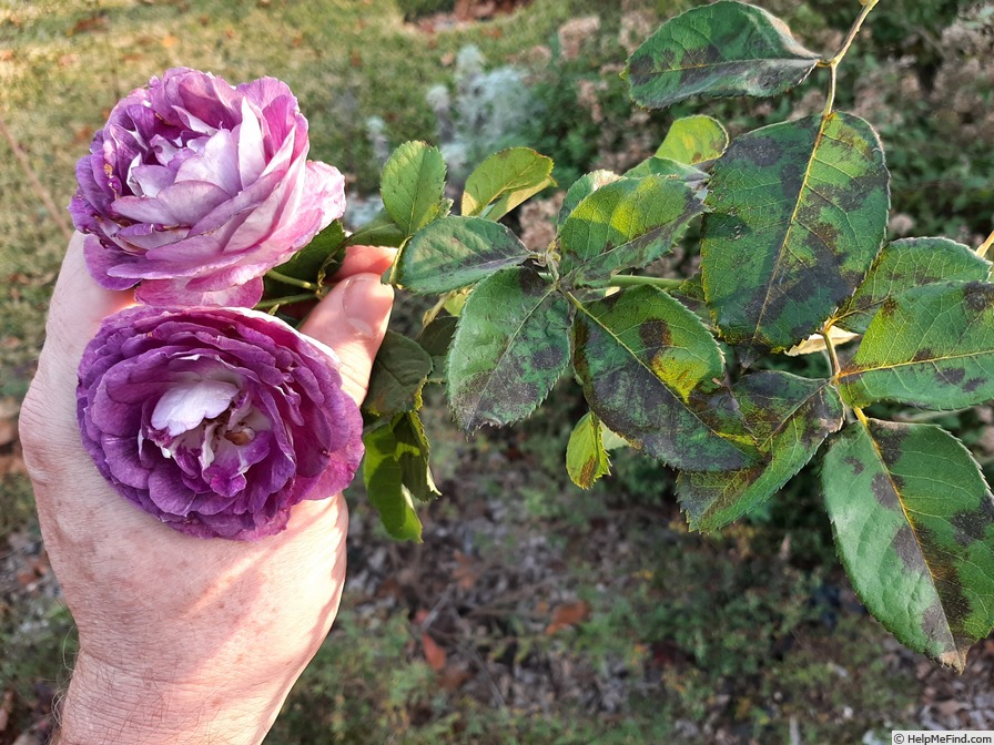 'Lavender Crush ™' rose photo