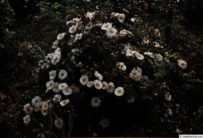 'Rubrotincta' rose photo