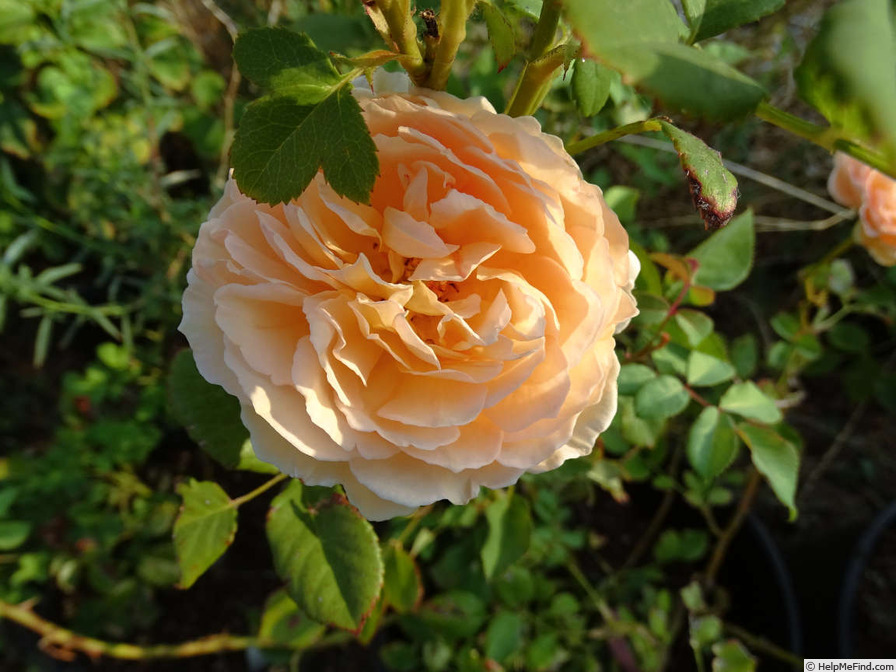 'Crown Princess Margareta ®' rose photo