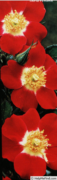 'Tapis Persan' rose photo