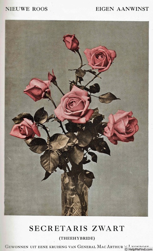 'Secretaris Zwart' rose, click to enlarge 'Secretaris Zwart' rose photo