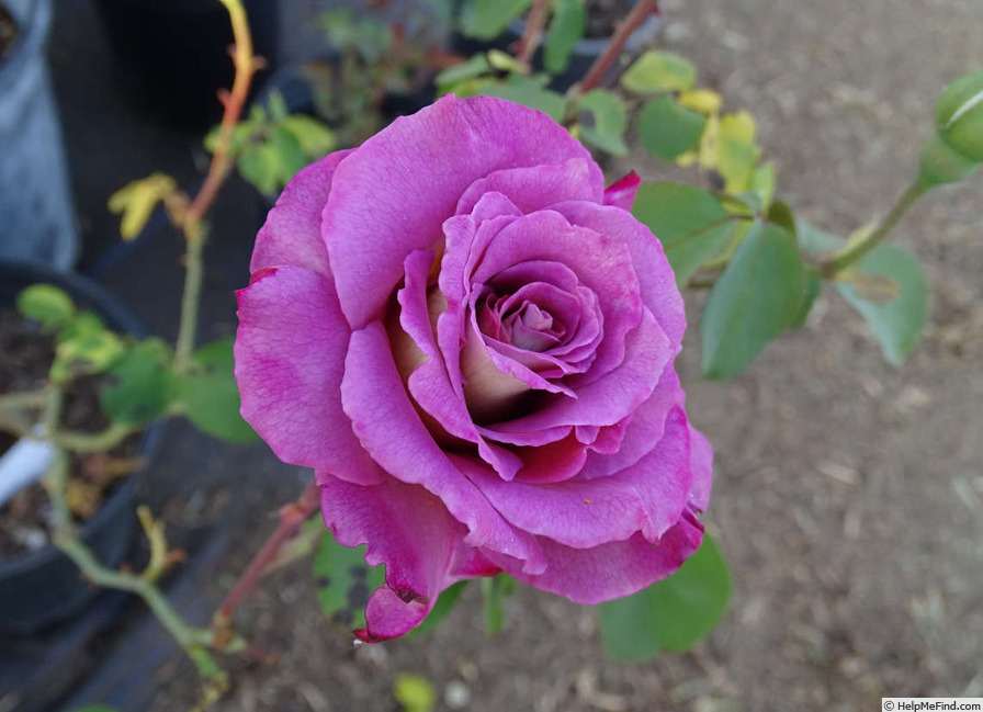 'Double Feature' rose photo