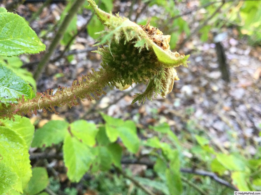 'Common Moss' rose photo