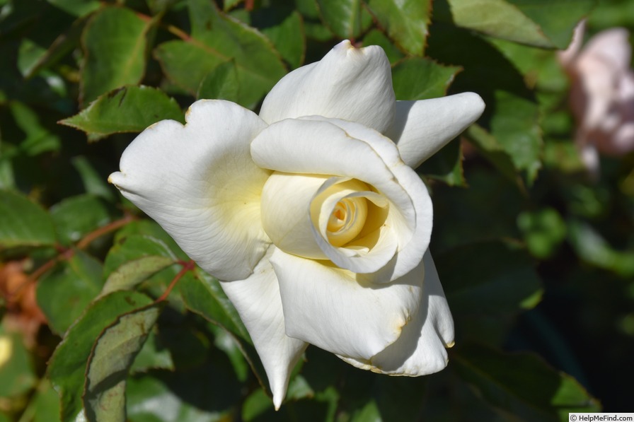 'Sacred Heart (hybrid tea, Meilland 1993)' rose photo