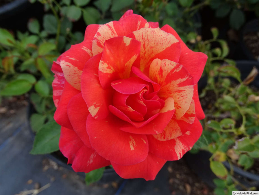 'Frida Kahlo ™' rose photo