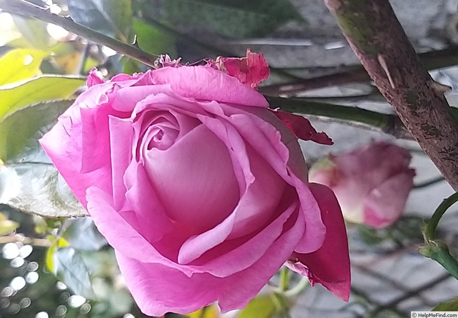 'Baronne Edmond de Rothschild, Cl.' rose photo