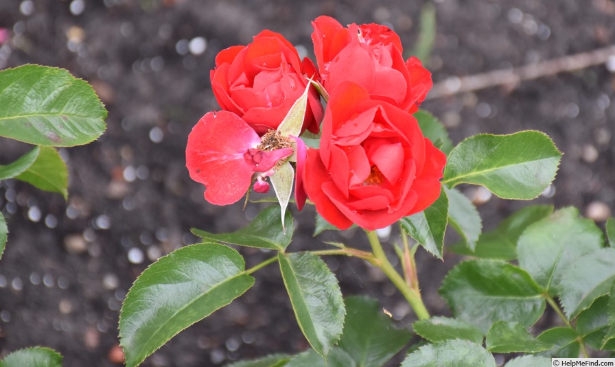 'Resonanz ®' rose photo