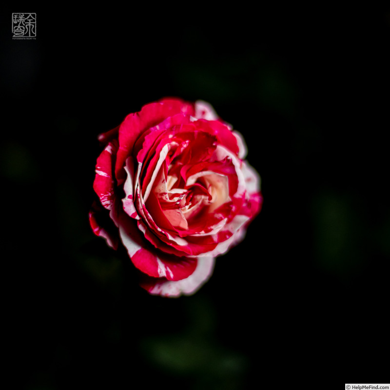 'TAN04247' rose photo