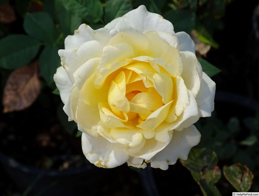 'Golden Freelander' rose photo