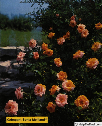 'Grimpant Sonia Meilland®' rose photo