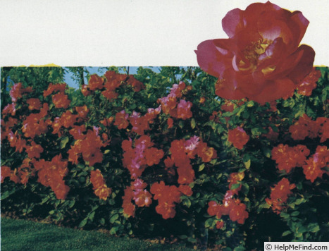 'Anne de Bretagne ® (shrub, Meilland, 1977)' rose photo