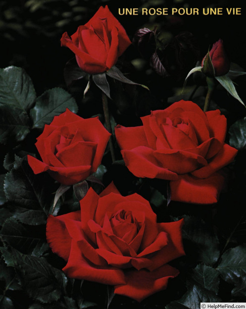 'Espoir ® (hybrid tea, Richardier before 1980)' rose photo