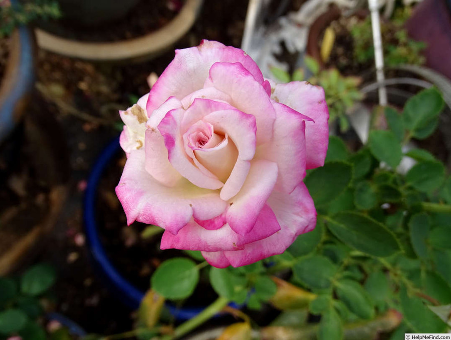 'Good Ole Mountain Dew' rose photo