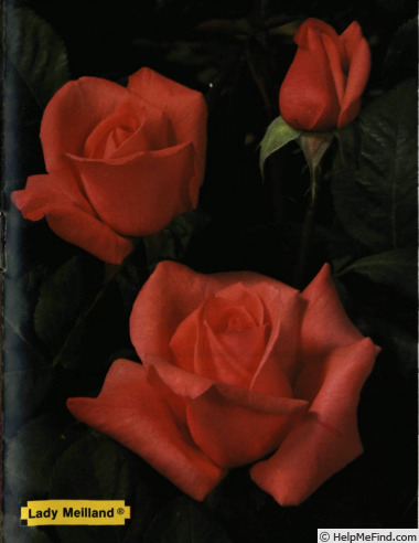 'Lady Meilland' rose photo
