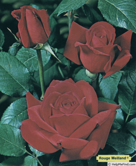 'Rouge Meilland ® (hybrid tea, Meilland, 1982)' rose photo