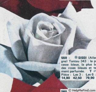 'Sissi ®' rose photo