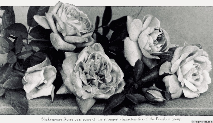 'Shakespeare (bourbon, Mauget 1834)' rose photo