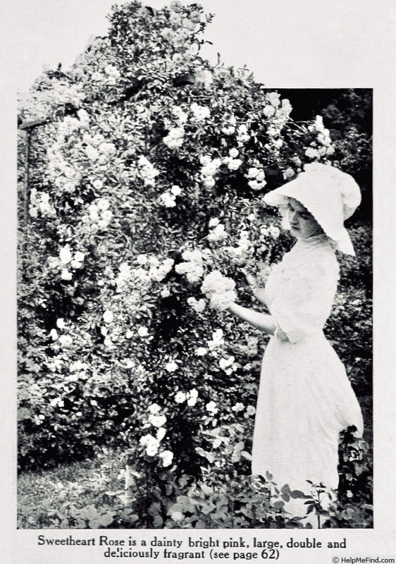 'Sweetheart (rambler, Walsh, 1900)' rose photo