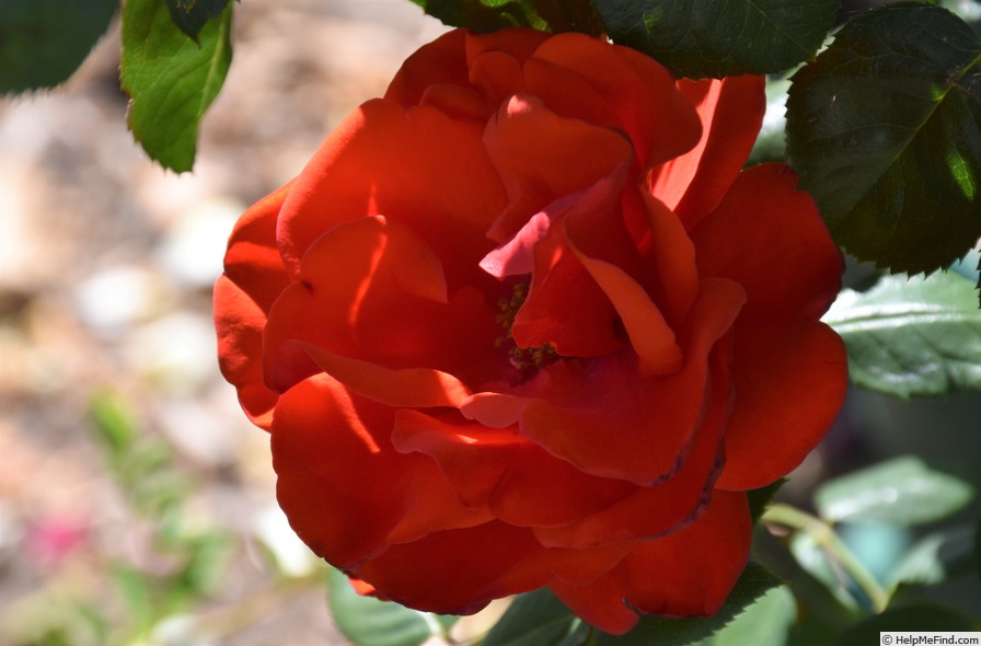 'Arturo Toscanini' rose photo
