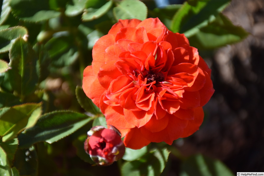 'Orange Baby' rose photo