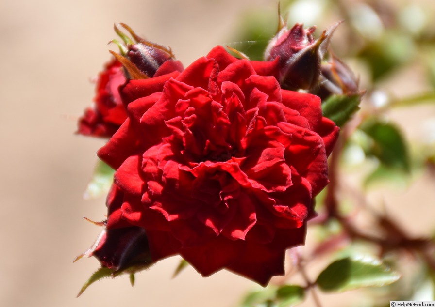 'My Valentine ™ (miniature, Moore, 1975)' rose photo