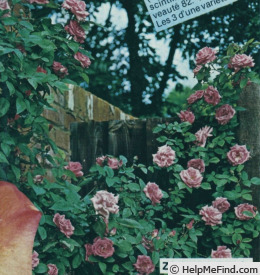 'Zéphyrine Drouhin' rose photo