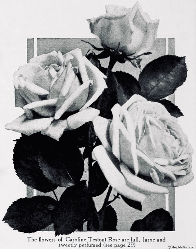 'Caroline Testout' rose photo