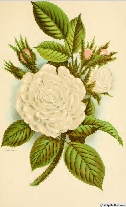 'White Moss (moss, Shailer, 1788)' rose photo