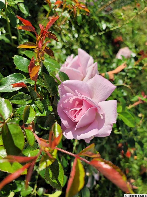 'Le Petit Prince' rose photo