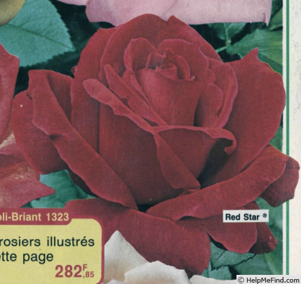 'Red Star ® (hybrid tea, Dickson, 1974)' rose photo