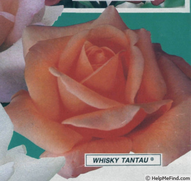 'Whisky (hybrid tea, Tantau, 1967)' rose photo