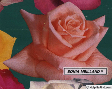 'Sonia Meilland ®' rose photo