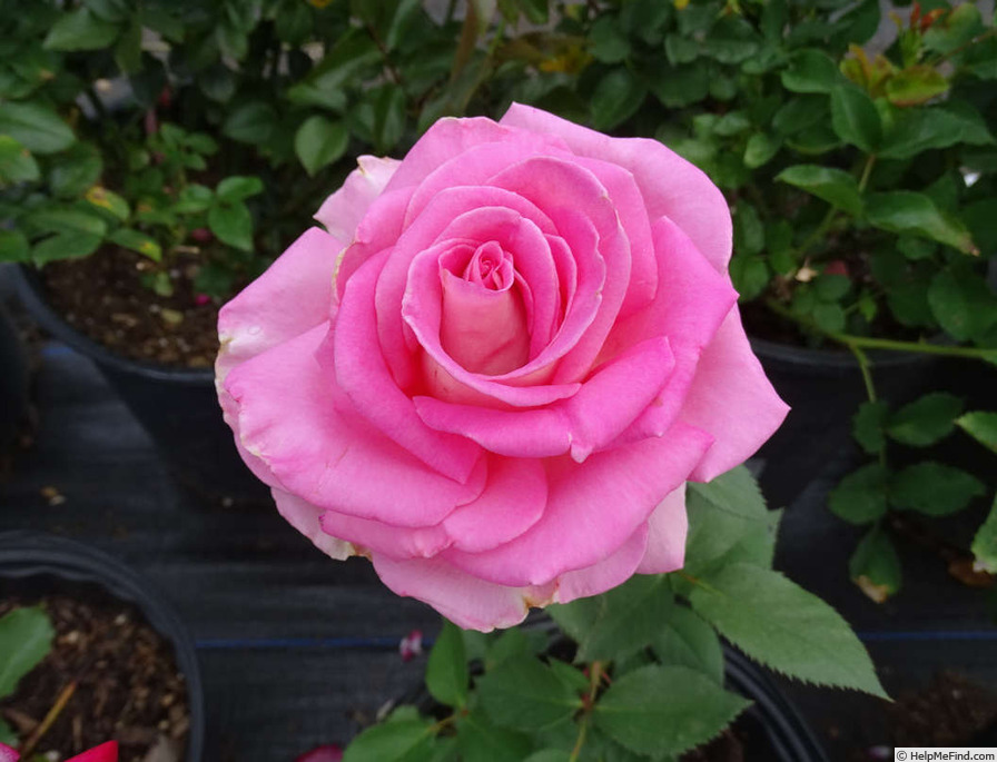 'Louise Estes' rose photo