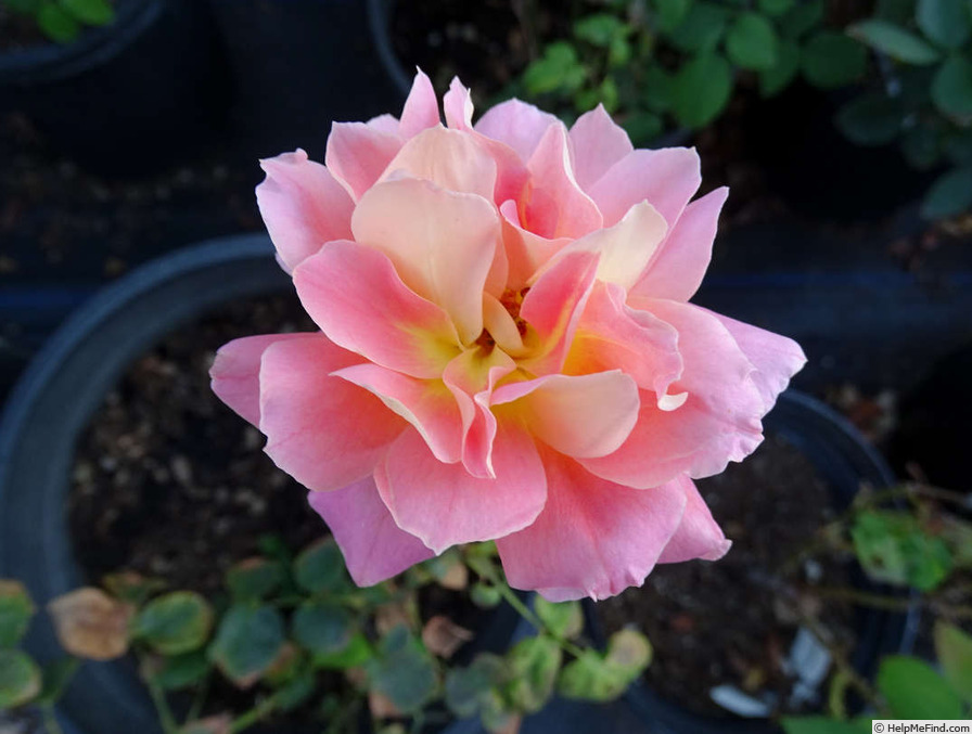 'Marmalade (hybrid tea, Ellis, 1977)' rose photo